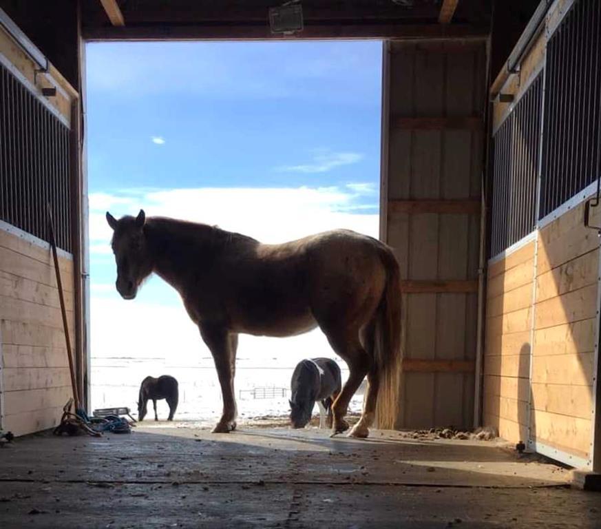 250043 Range Road 255, Rural Wheatland County – Residential Detached Listing Photo 6