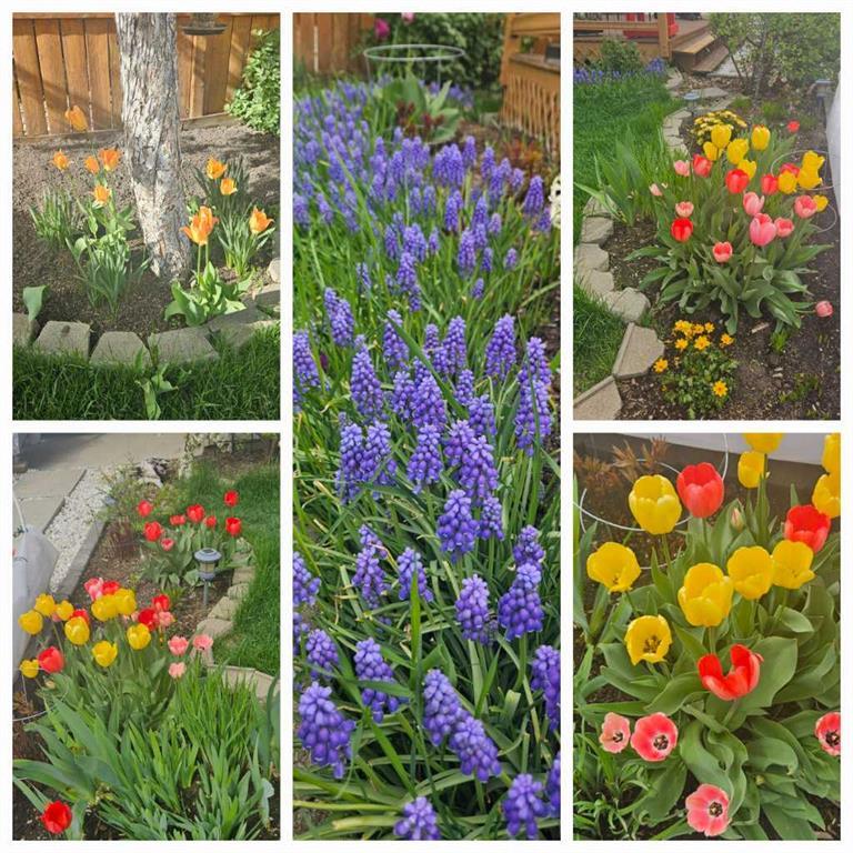 Xx Somerside Common Sw Calgary Alberta T2Y3M9 Somerset Details