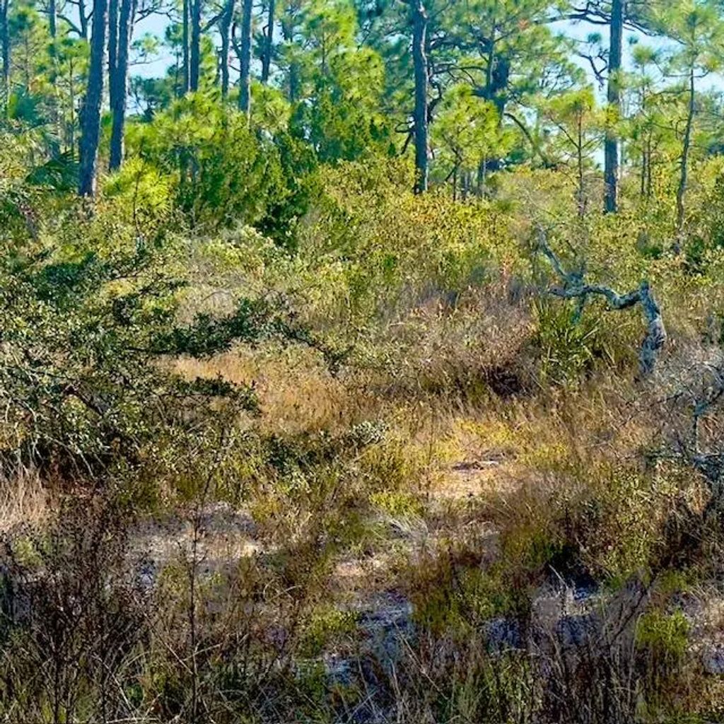 1405 Evodia Ct, St. George Island
