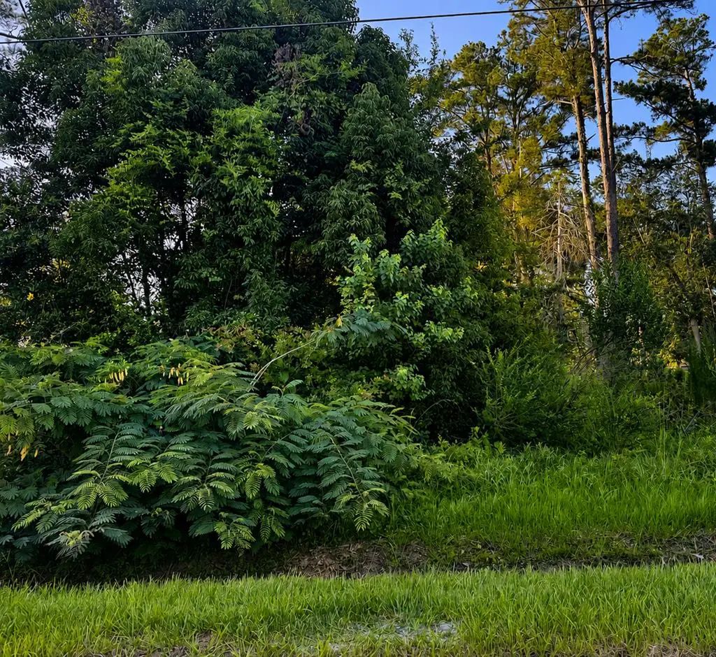 Lot 10 Chipola Ave, Wewahitchka