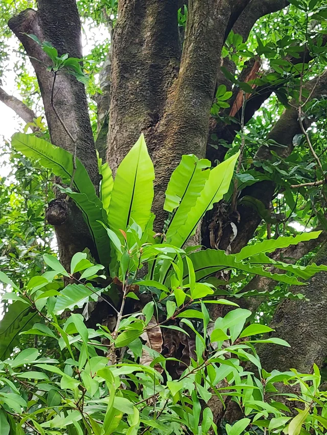 Listing Image for 000 Hana Hwy 3 of 12