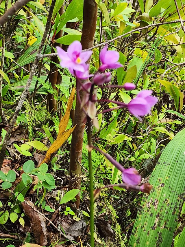 Listing Image for 000 Hana Hwy 4 of 12