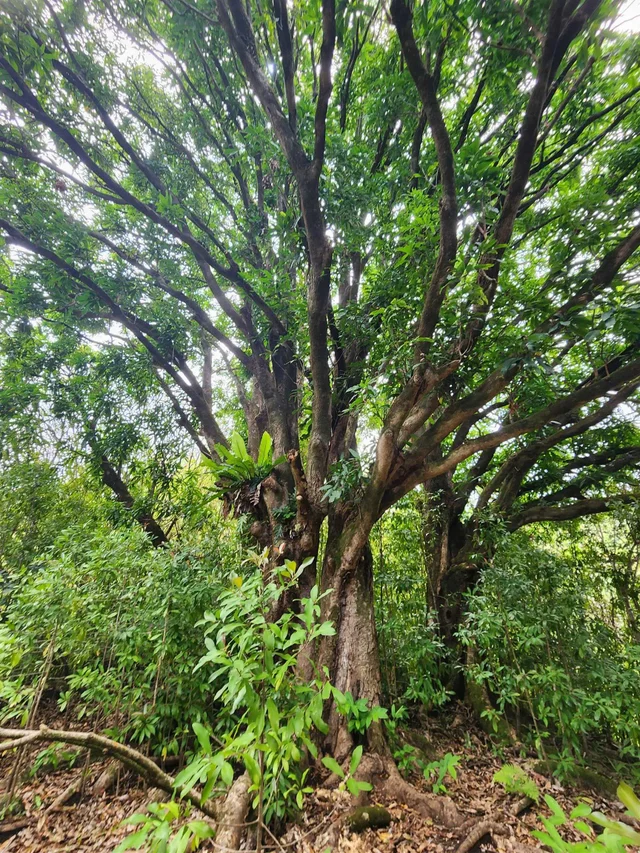 Listing Image for 000 Hana Hwy 5 of 12