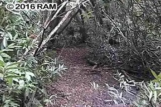 Listing Image for 000 Hana Hwy 7 of 12