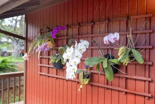 Listing Image for 2815 Palalani St 41 of 50