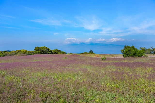 Listing Image for 242 Keoawa St 22 17 of 18