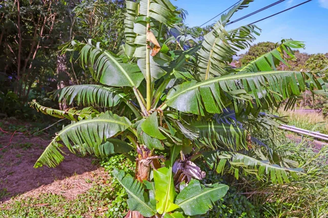 Listing Image for 6 Kahope Pl 45 of 48