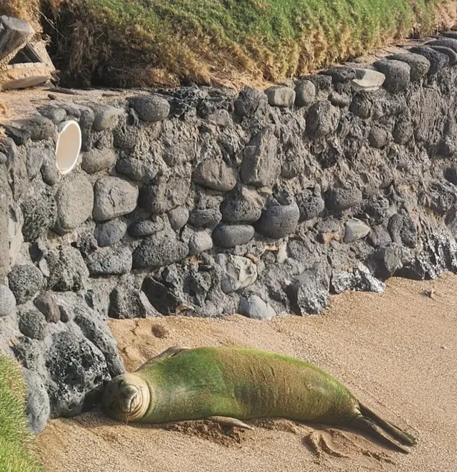 Listing Image for 3875 Lower Honoapiilani Rd A206 20 of 26