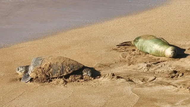 Listing Image for 3875 Lower Honoapiilani Rd A206 21 of 26