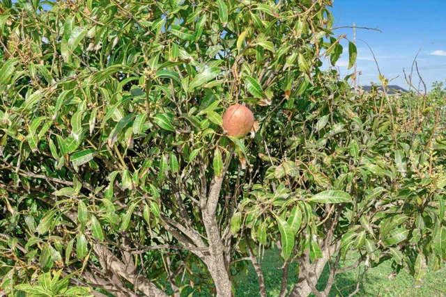 Listing Image for 51 Kanoenoe Loop 46 of 50