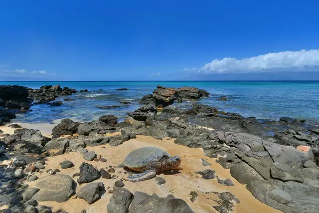 Listing Image for 4057 Lower Honoapiilani Rd 121 17 of 17