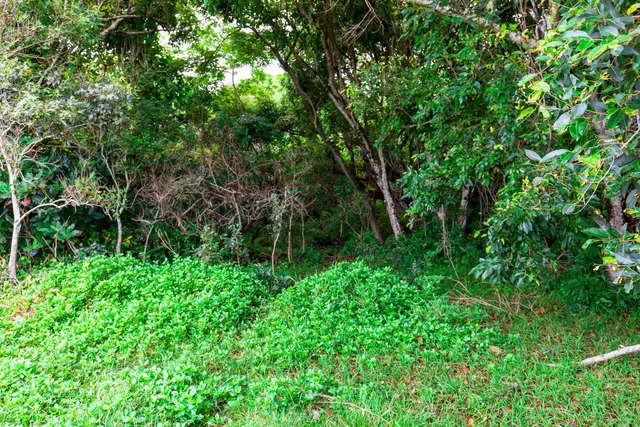 Listing Image for 47000 Hana Hwy 13 of 17