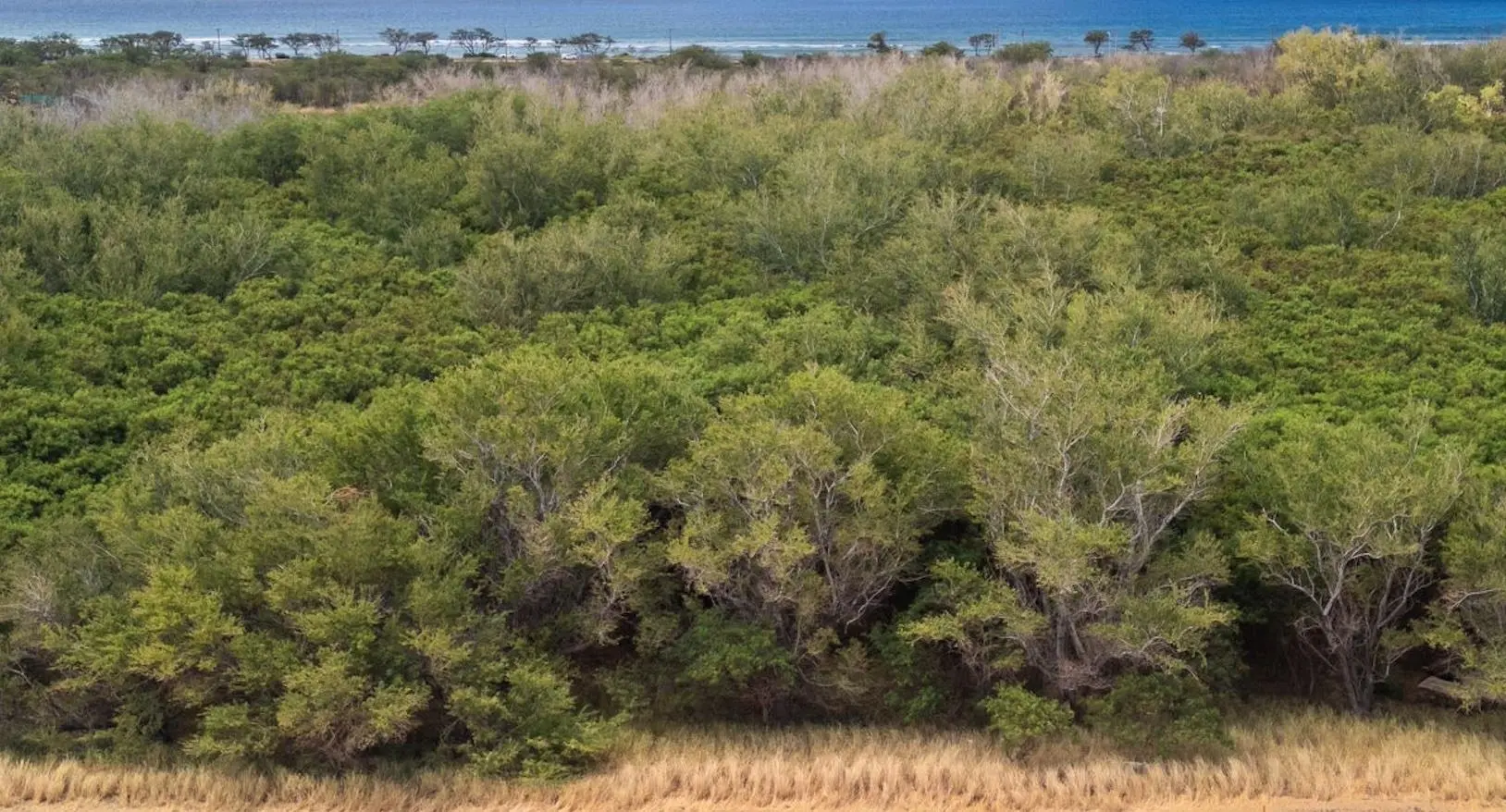 Photo of Listing #408158