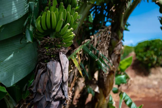 Listing Image for 2600 Aina Mahiai St 46 of 50