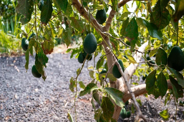 Listing Image for 2600 Aina Mahiai St 47 of 50