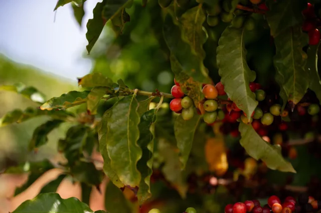 Listing Image for 2600 Aina Mahiai St 48 of 50