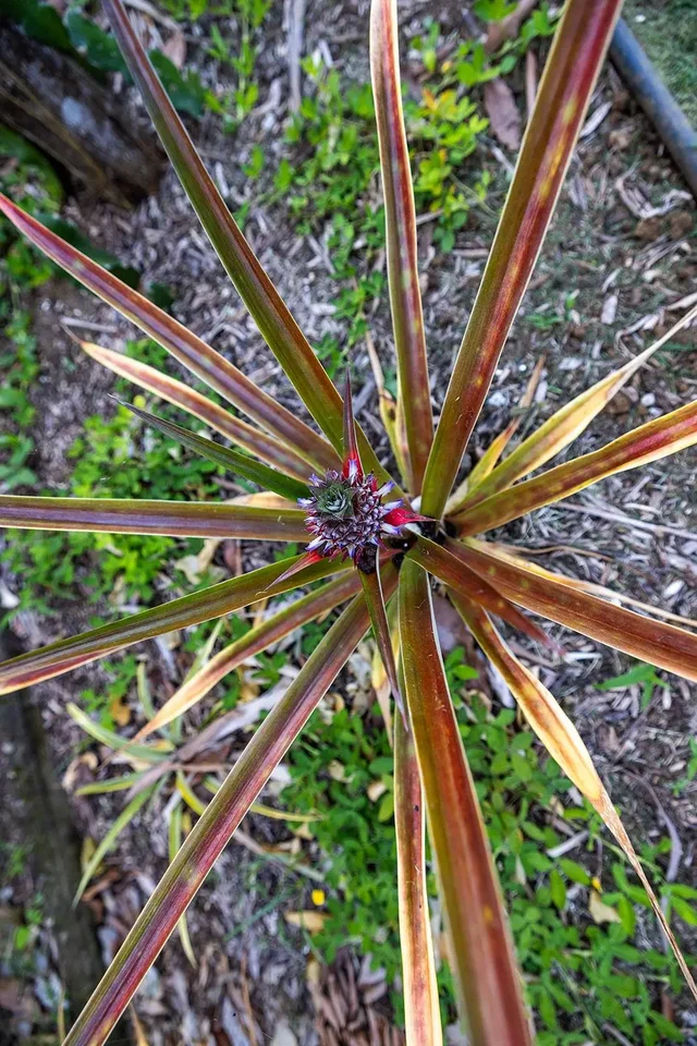 Listing Image for 1697 Haiku Rd 34 of 48