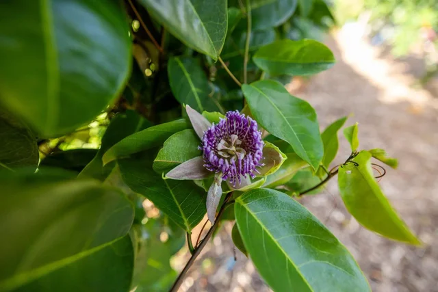 Listing Image for 1697 Haiku Rd 41 of 48