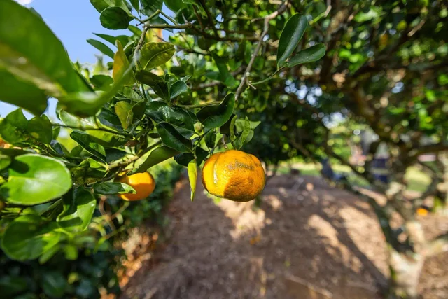 Listing Image for 1697 Haiku Rd 42 of 48