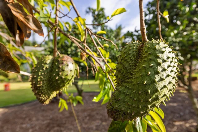 Listing Image for 1697 Haiku Rd 43 of 48