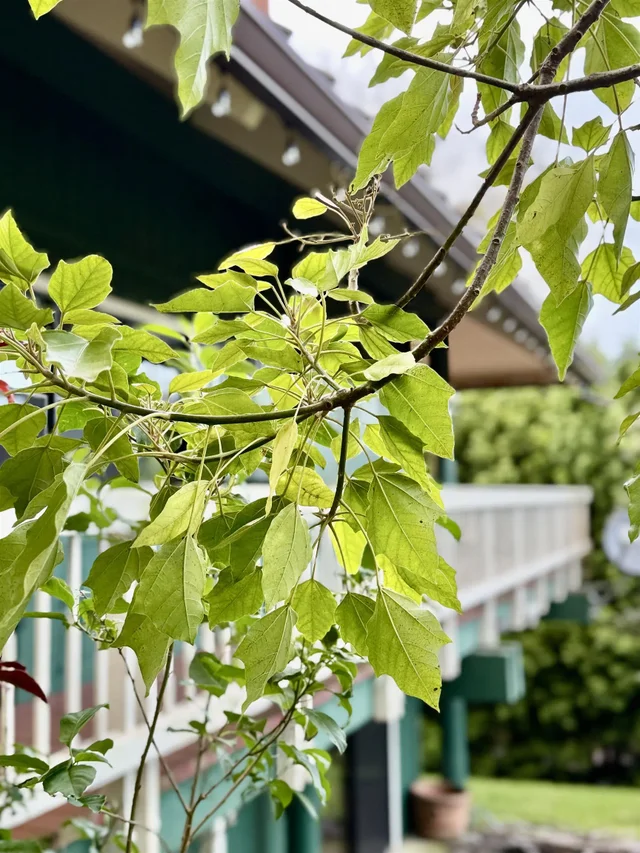 Listing Image for 2400 Piiholo Rd 22 of 39