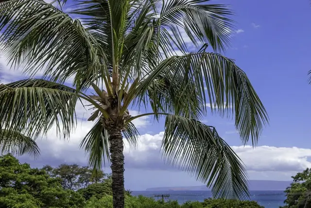 Listing Image for 2191 S Kihei Rd 2416 36 of 43