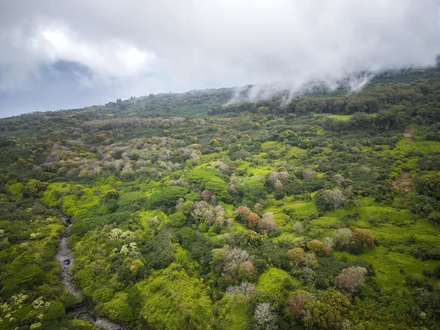 Listing Image for Lot 20 Hana Hwy 20 16 of 22