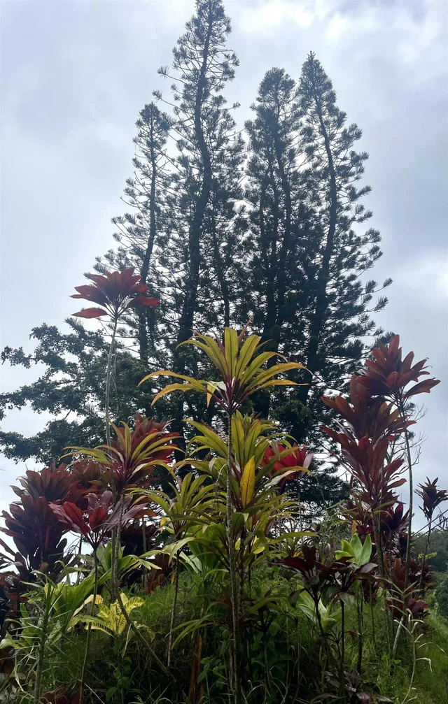 Listing Image for Lot 20 Hana Hwy 20 19 of 22