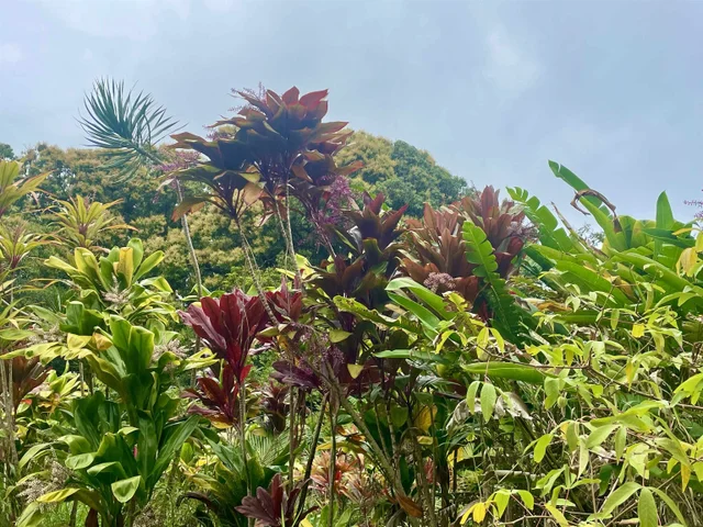 Listing Image for Lot 20 Hana Hwy 20 20 of 22