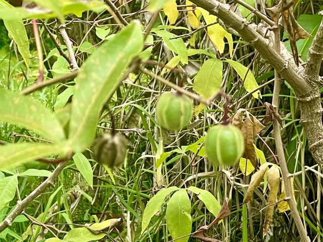 Listing Image for Lot 20 Hana Hwy 20 21 of 22