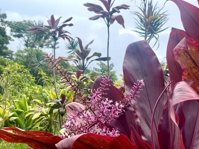 Listing Image for Lot 20 Hana Hwy 20 22 of 22