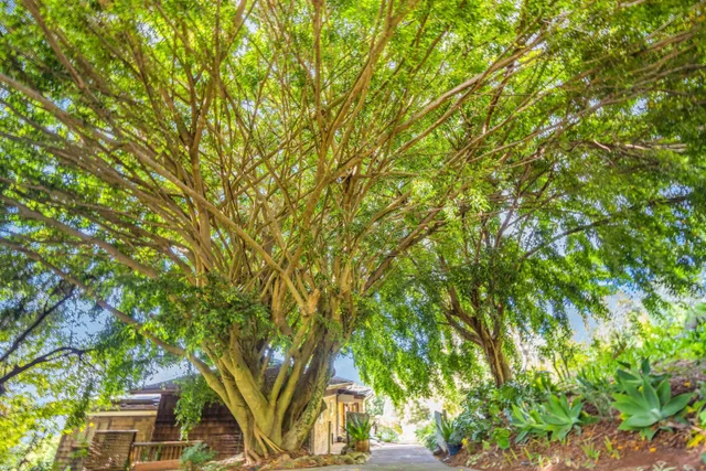 Listing Image for 1854 Olinda Rd 25 of 26