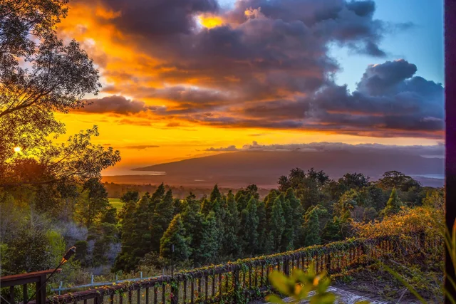 Listing Image for 1854 Olinda Rd 3 of 26