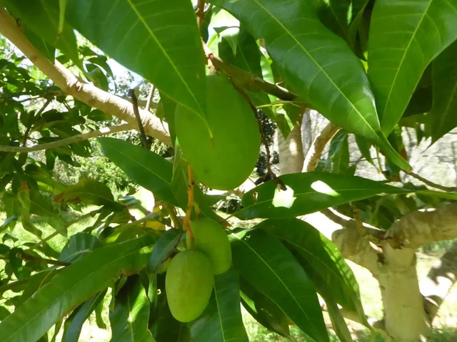 Listing Image for 91 Noho Lio Rd 24 of 27