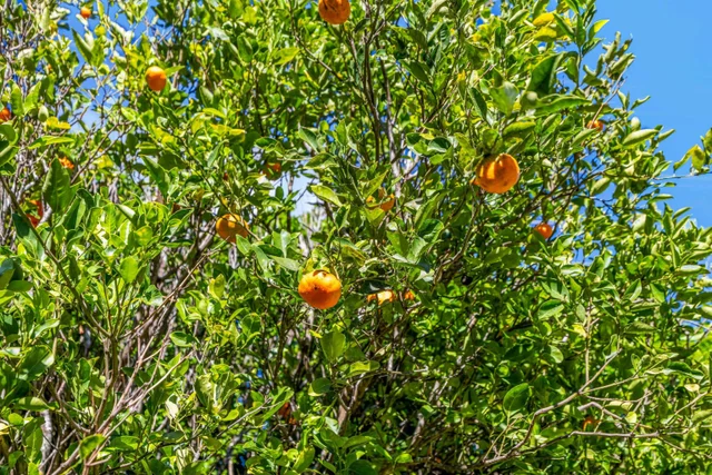 Listing Image for 1260 Makawao Ave 33 of 35