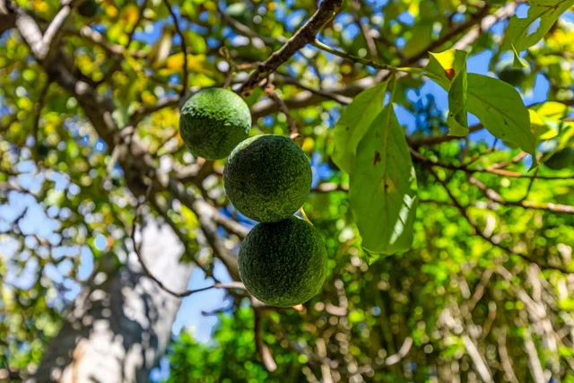 Listing Image for 1260 Makawao Ave 34 of 35