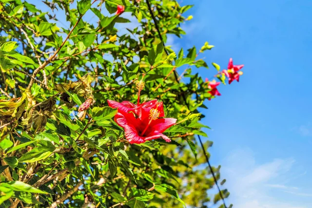 Listing Image for 1260 Makawao Ave 35 of 35