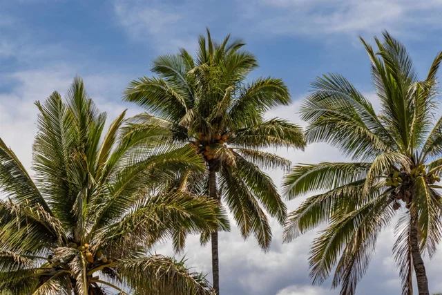 Listing Image for 15 Kulanihakoi St 19h 47 of 49