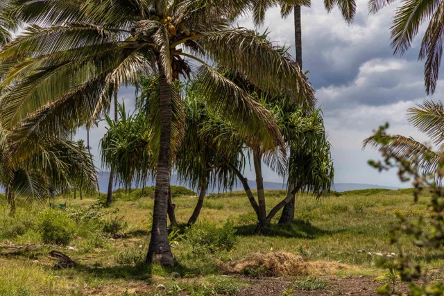 Listing Image for 15 Kulanihakoi St 19h 48 of 49