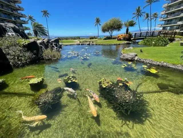 Listing Image for 2481 Kaanapali Pkwy 919l 30 of 36