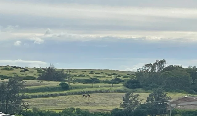 Listing Image for 1221 Haliimaile Rd 3 of 7