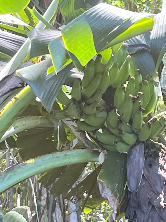 Listing Image for 2762 Hana Hwy Cpr B 13 of 22