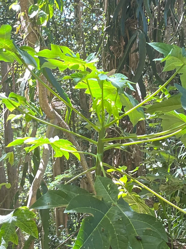 Listing Image for 2762 Hana Hwy Cpr B 15 of 22