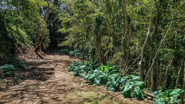 Listing Image for 2762 Hana Hwy Cpr B 6 of 26