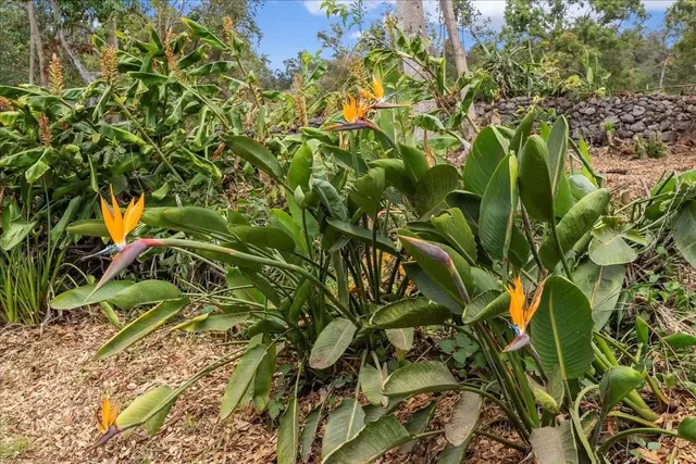 Listing Image for 0 Haleakala Hwy 16 of 37