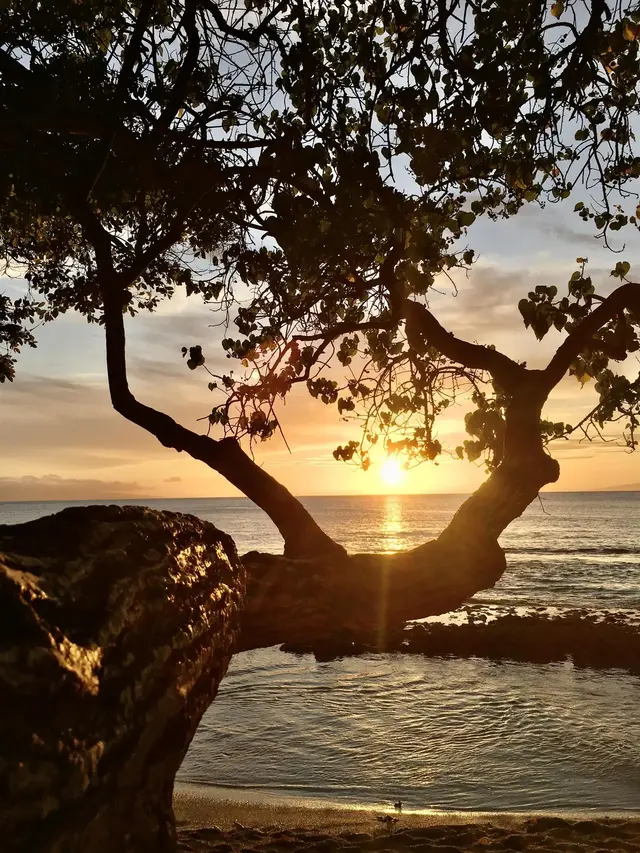Listing Image for 3660 Lower Honoapiilani Rd 103 13 of 19