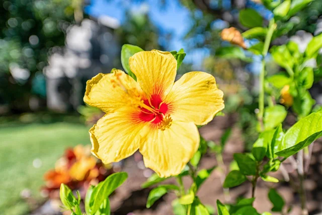 Listing Image for 2531 S Kihei Rd D316 22 of 37