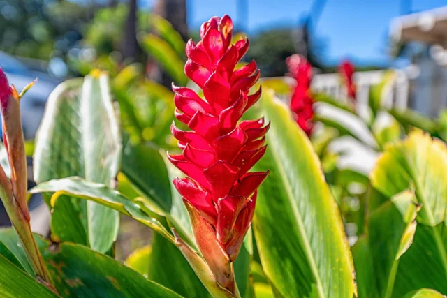 Listing Image for 2531 S Kihei Rd D316 37 of 37