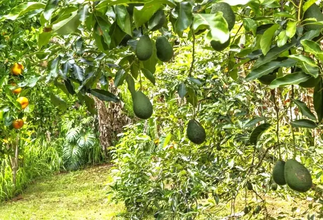 Listing Image for 105 E Kuiaha Rd 11 of 49