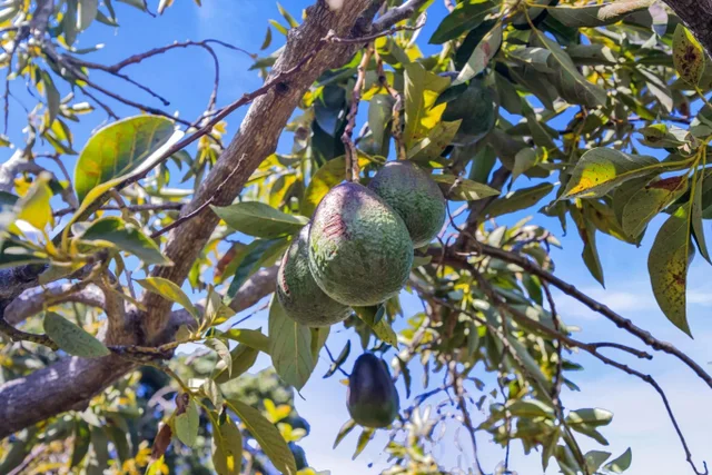 Listing Image for 50 Poha Pl 46 of 50